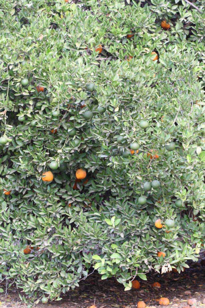            Habit (Riverside, CA)   